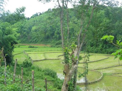 Wetlands
