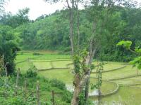 Wetlands