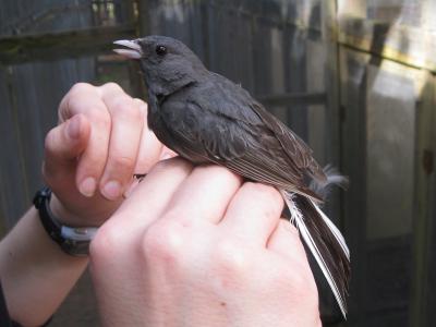 Junco