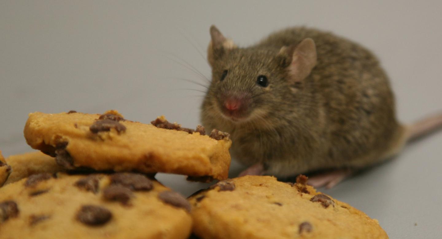 Neurons Hardwired to Calculate Prediction Error Using Simple Math (2 of 3)