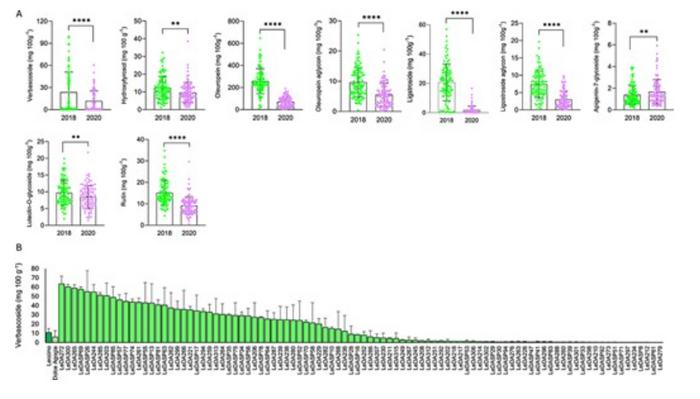 Phenotypic variation and verbascoside content in Leccino × Dolce Agogia olive progeny.