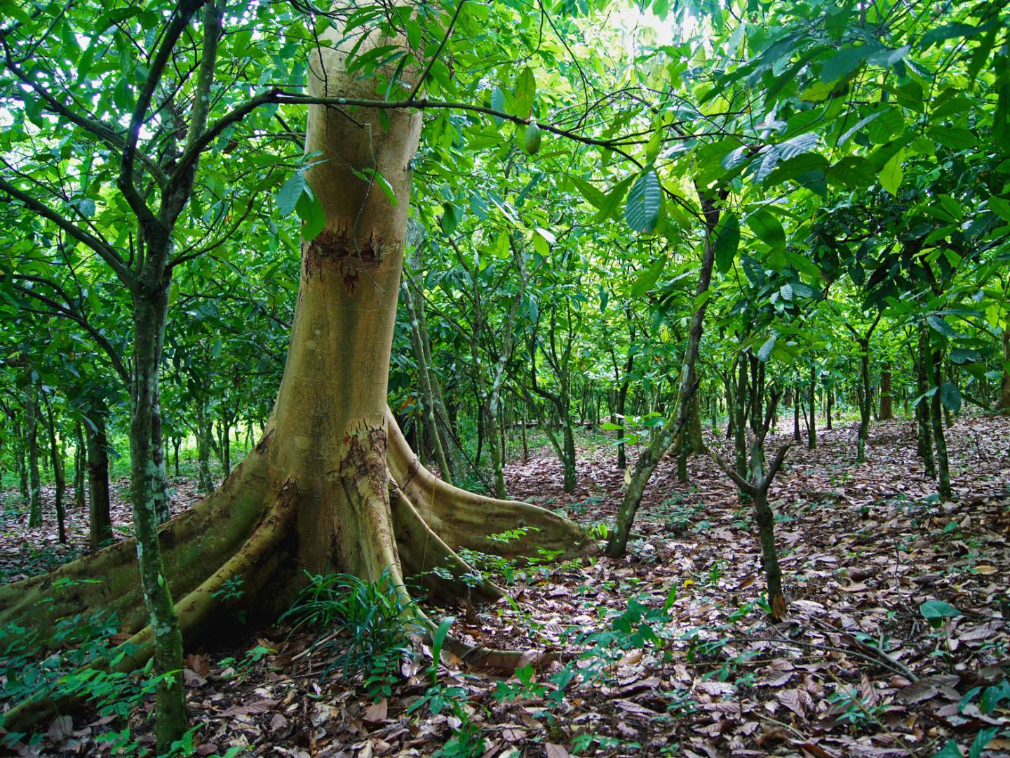 Cocoa Plants