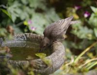 Starling (2 of 3)