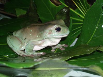 Tree Frog