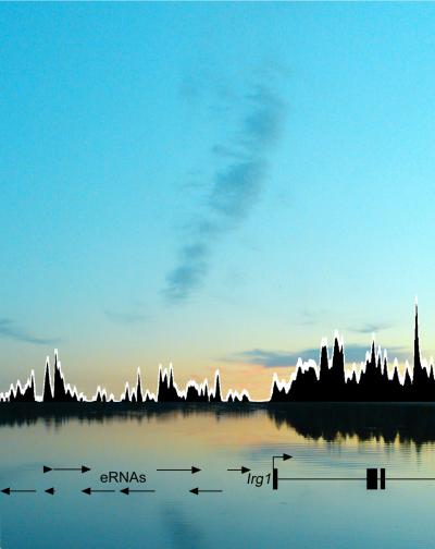 A Summery Finnish Landscape in which the Forest Has Been Replaced by Polymerase Transcription Signal