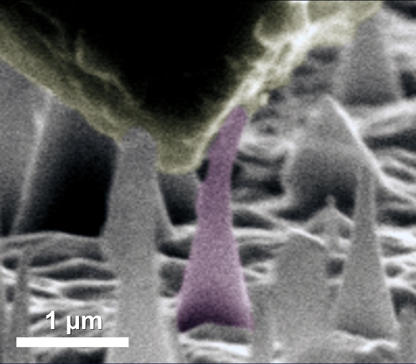 Scanning Electron Microscope Image