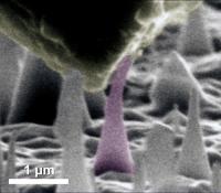 Scanning Electron Microscope Image