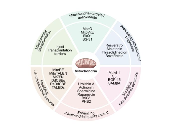 Some typical emerging therapeutic strategies for targeting the mitochondria