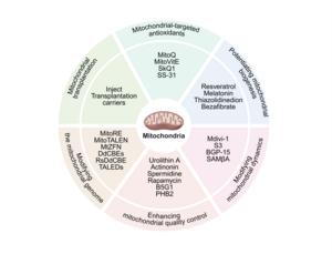 Some typical emerging therapeutic strategies for targeting the mitochondria