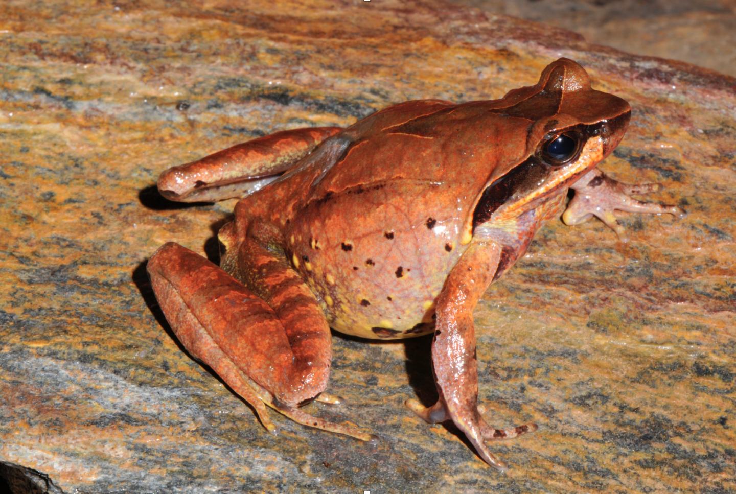 Horned Frogs