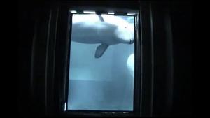 Evidence for mirror self-recognition in beluga whales (Delphinapterus leucas)