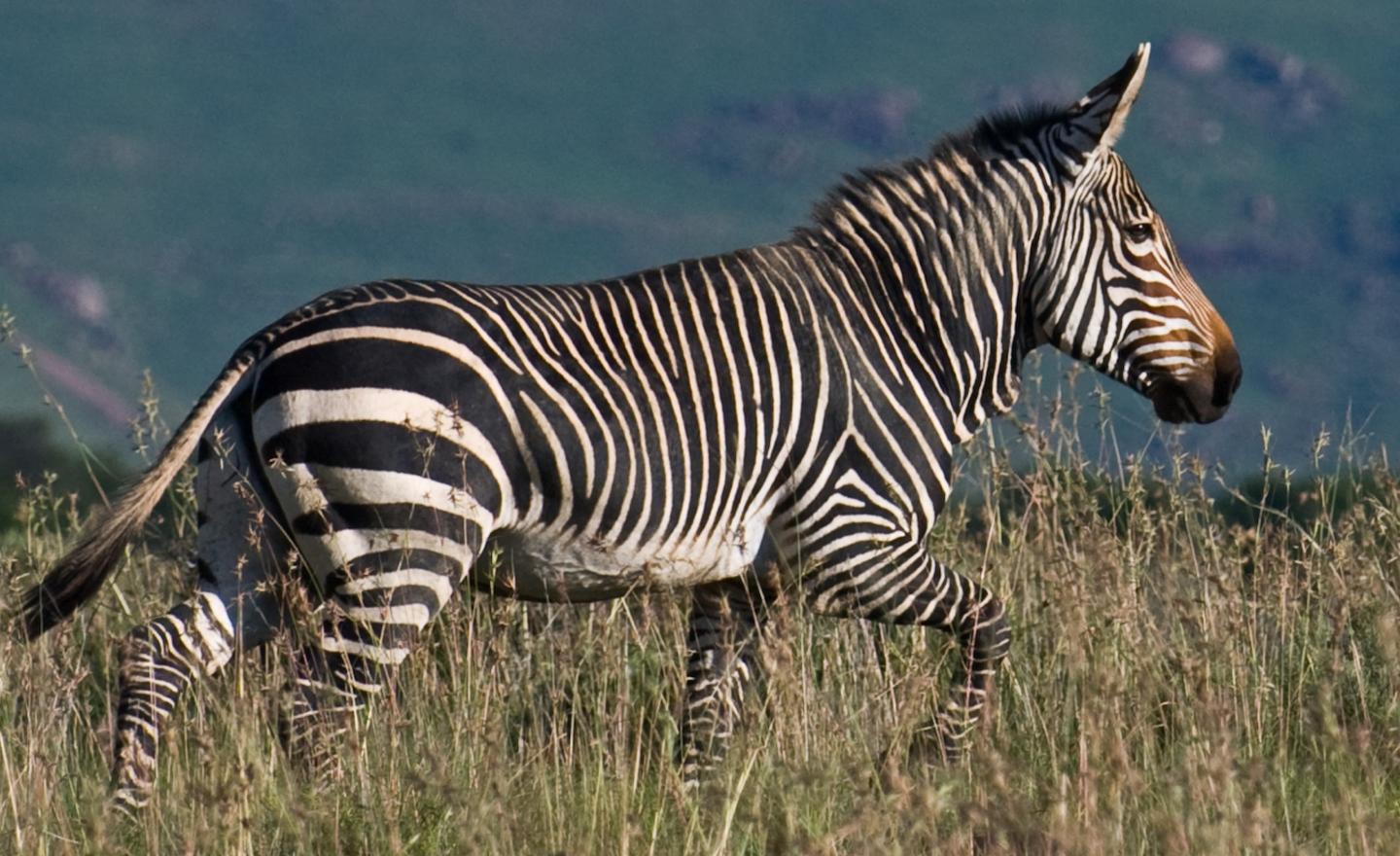 Zebra