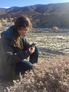 Collecting T. oblongifolia