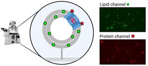 New Tool Empowers Research on Key Proteins