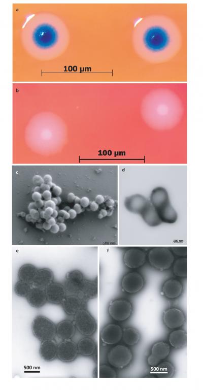 <i>M. mycoides</i>