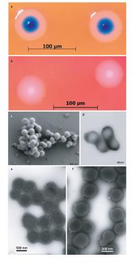 <i>M. mycoides</i>