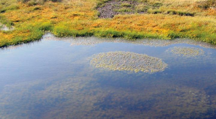 Peat Bog