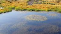 Peat Bog