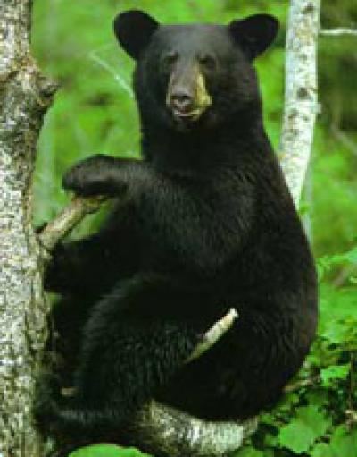 Black Bear
