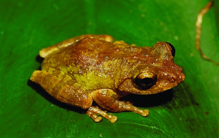 <i>Kurixalus wangi</i>