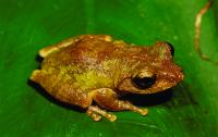 <i>Kurixalus wangi</i>