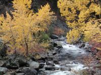 Mountain Stream