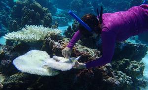 The deadly heat waves evolving coral reefs