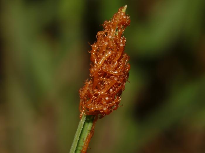 Meloe proscarabaeus larvae