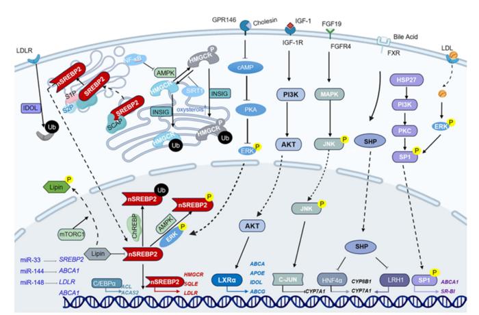 Regulatory network controlling cholesterol homeostasis.