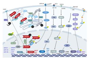 Regulatory network controlling cholesterol homeostasis.