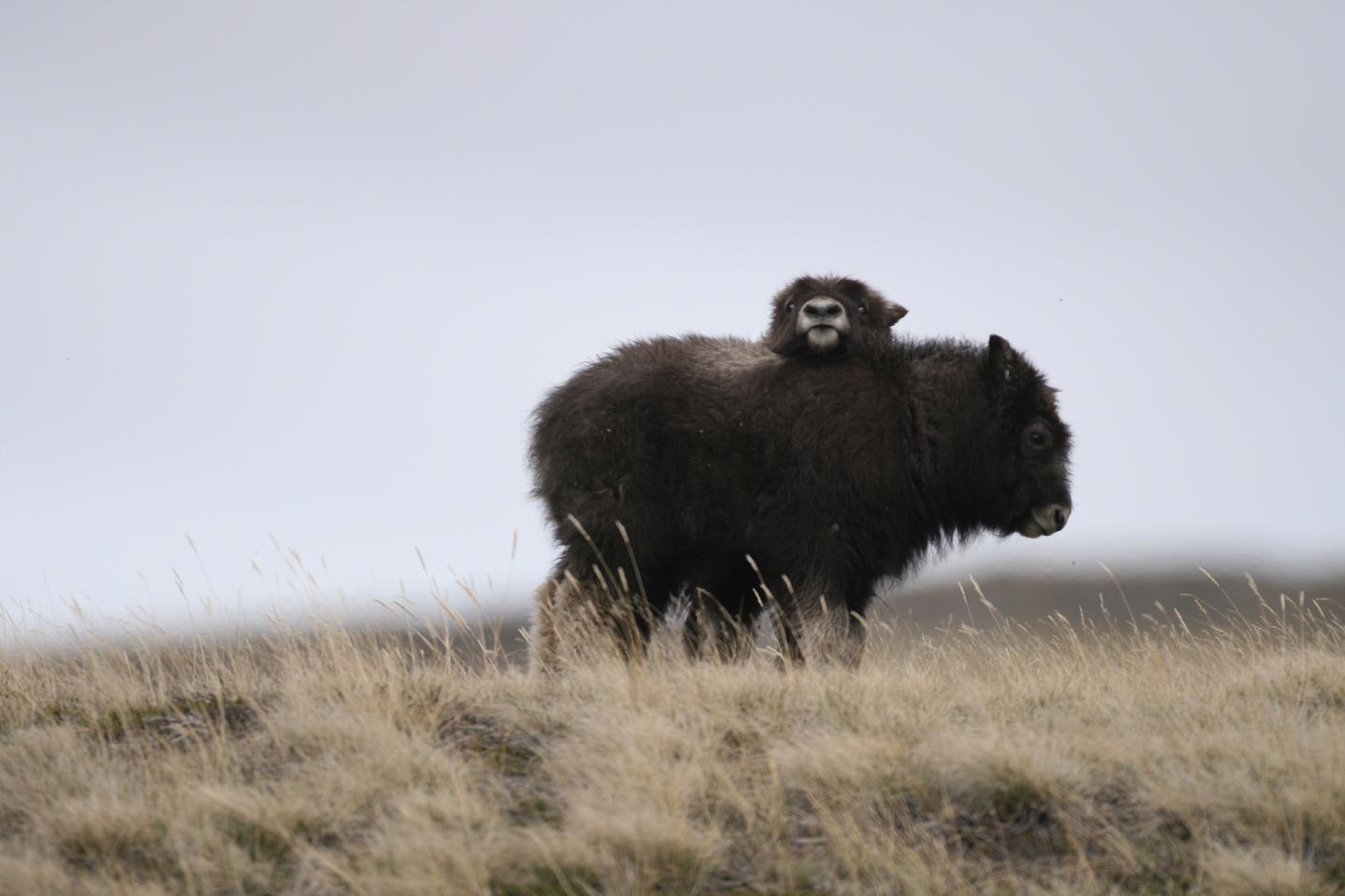 Muskoxen