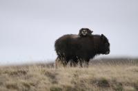 Muskoxen