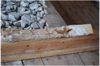 Dry Rot Fungus (<I>Serpula lacrymans</I>)