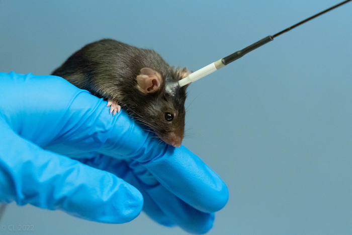 Low addiction risk with medical use of ketamine