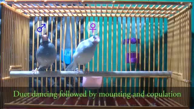 Java Sparrows Duet Dancing