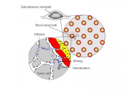 Vascular Tumor Model