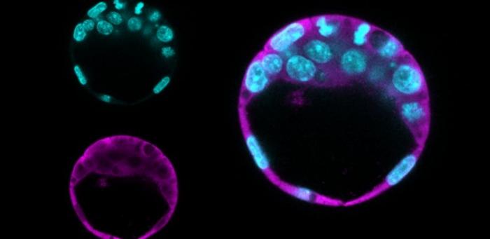 Research reveals new functions of two proteins for cell function and renewal