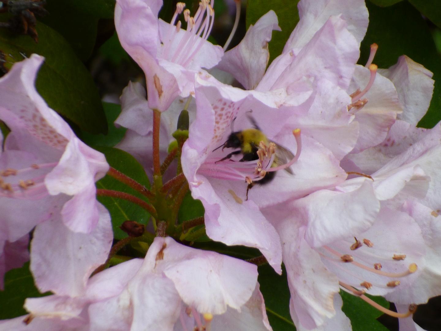 Bee Visits Flower for Nectar