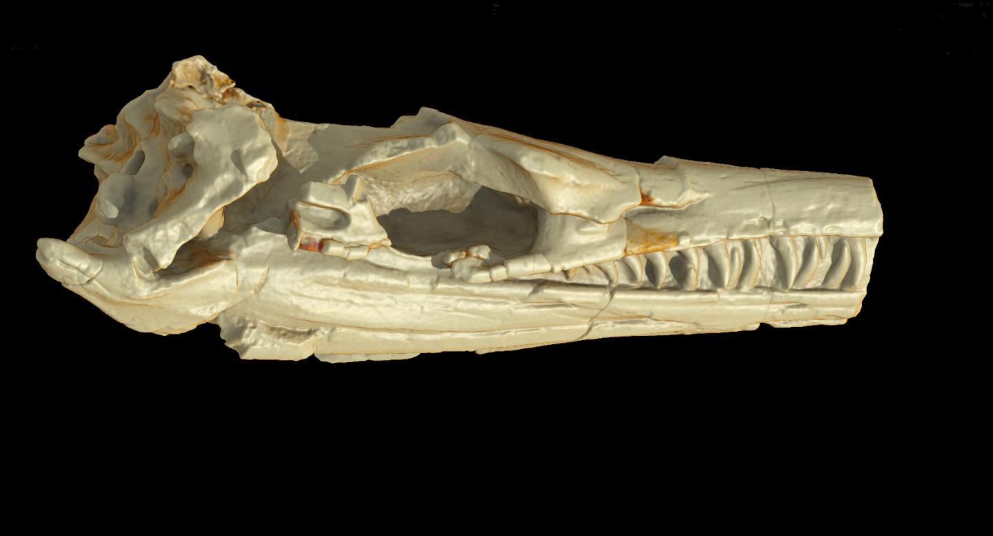 3D Reconstruction of Thalattosuchian