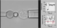 Mechanical Study of T cells