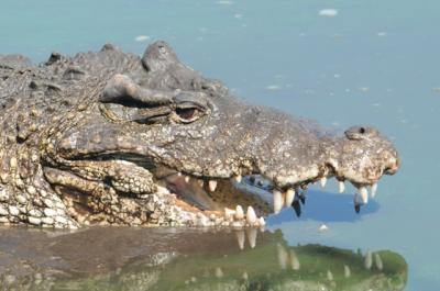 Cuban Crocodile