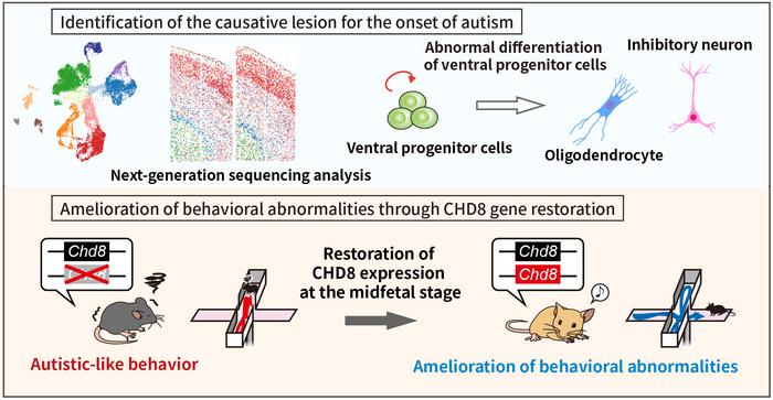 Figure 4. Elucidation of the mechanism underlying autism onset through the CHD8 mutation and therapeutic applications.