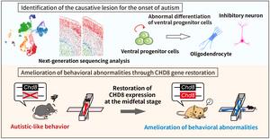 Figure 4. Elucidation of the mechanism underlying autism onset through the CHD8 mutation and therapeutic applications.