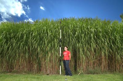<I>Miscanthus</I>