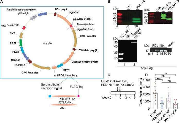 PD-L1 inhibition with either PDL1Nb or PD-L1 mAb effectively represses MC-38 mouse sCRC tumour progression.