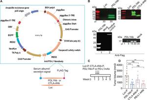 PD-L1 inhibition with either PDL1Nb or PD-L1 mAb effectively represses MC-38 mouse sCRC tumour progression.