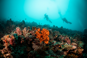 Divers on a coral reef in the Maldives