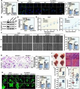 PLIN3 knockdown inhibits hepatocellular carcinoma cell proliferation and migration.