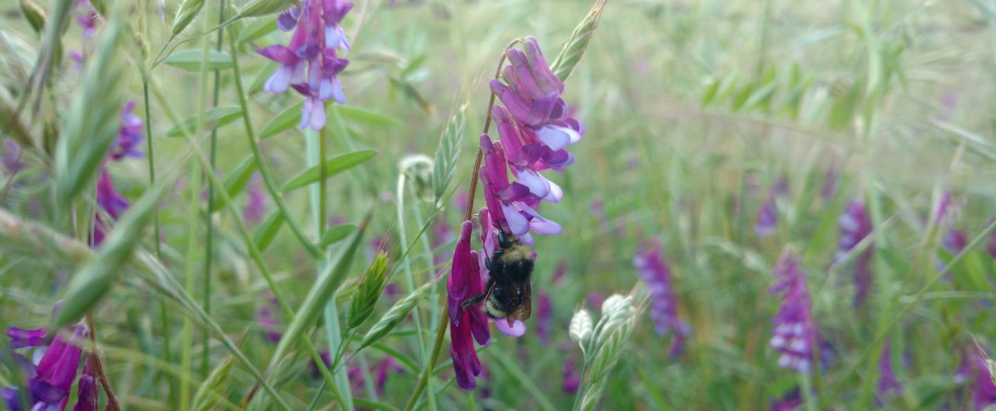Native bee