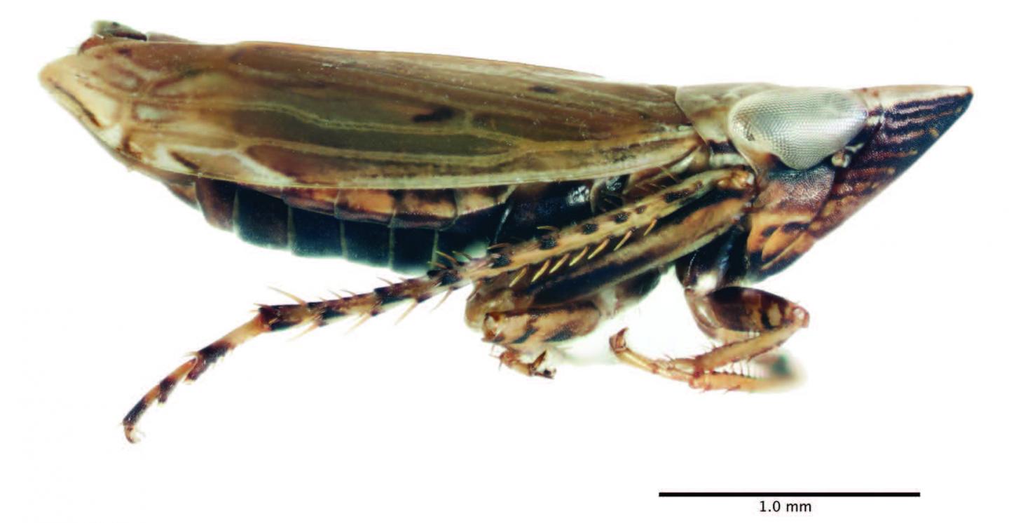 <I>F. whitcombi</I>